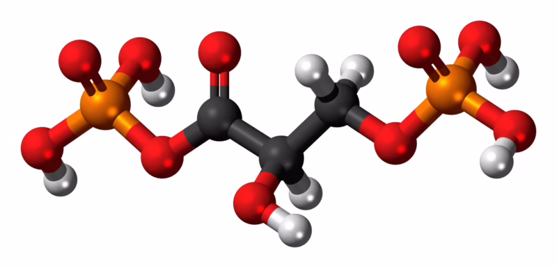 What converts 1/3-BPG to 2/3-BPG?