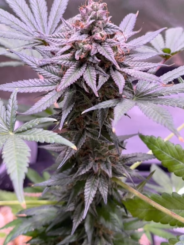 What is the strongest Afghan strain?