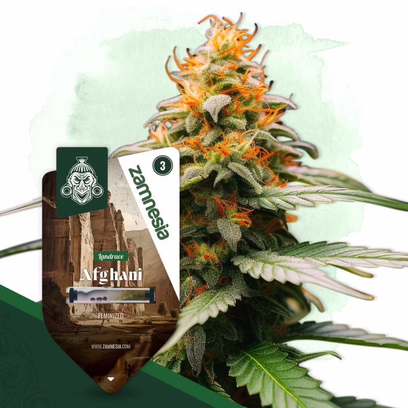 Is Afghani a landrace strain?