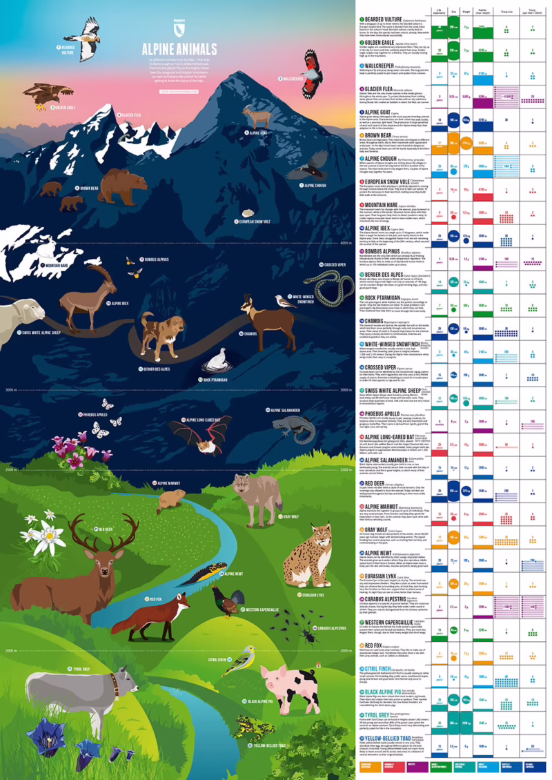 What animal is alpine?