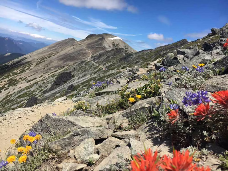 What plants are in the alpine area?