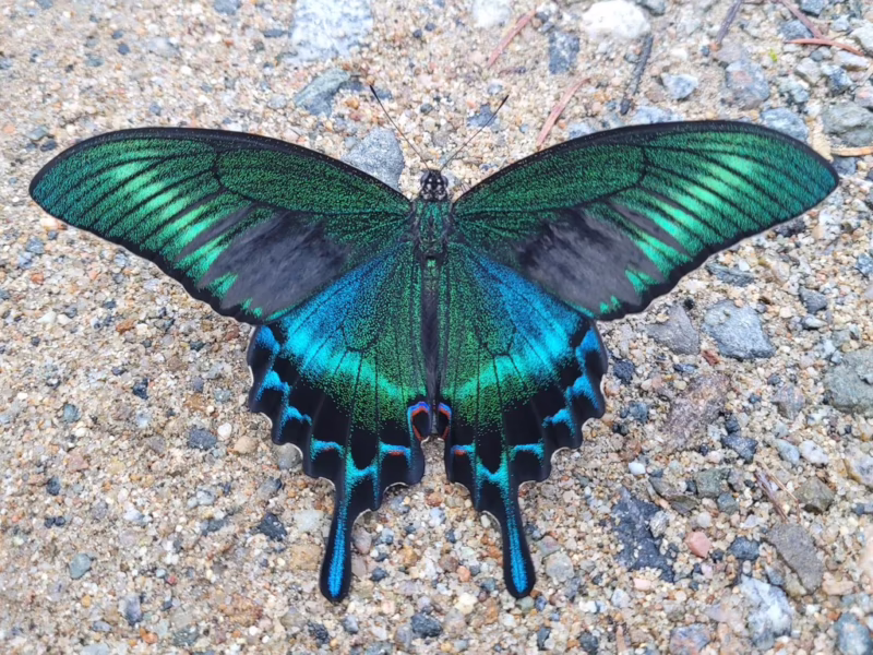 How big are alpine black swallowtails?