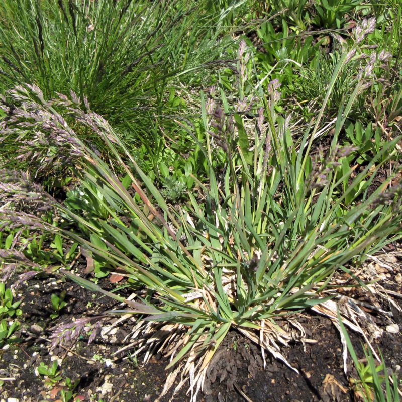 What are alpine grasses?