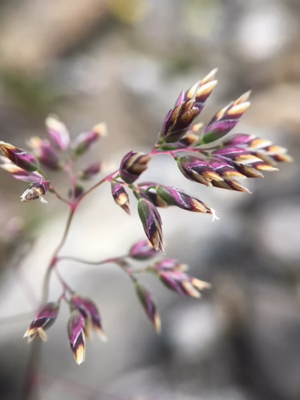 What are the downsides of bluegrass?