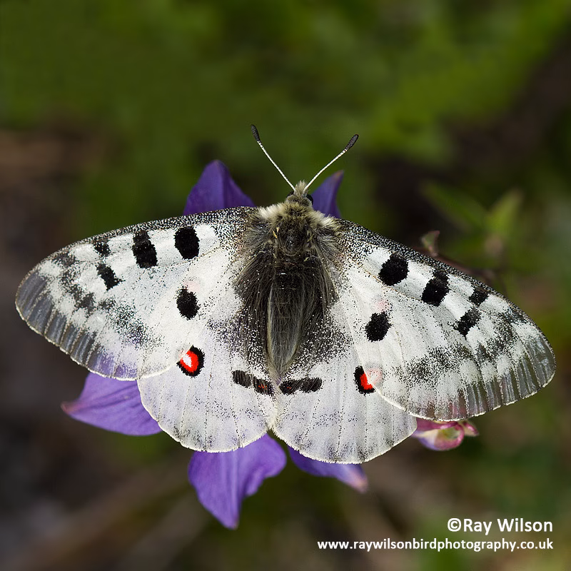 Where do alpine butterflies live?