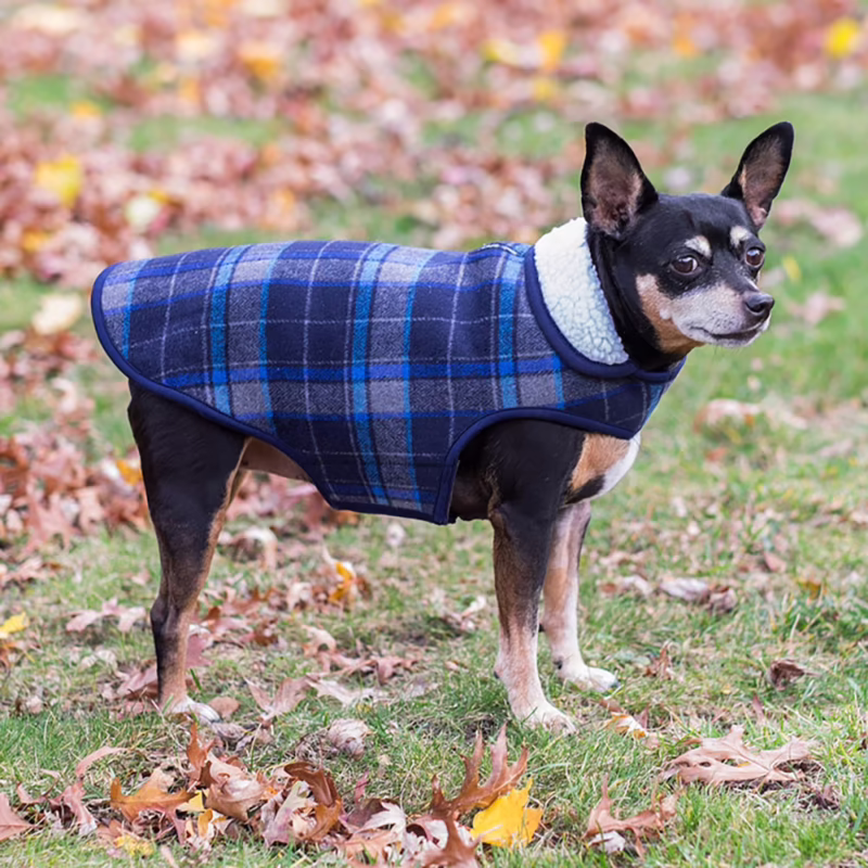 Do vets recommend dog coats?