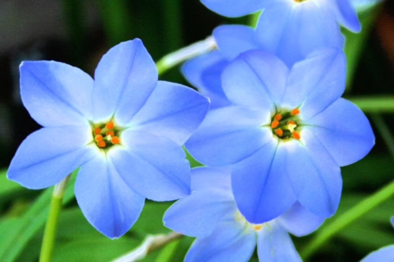 What is an alpine flower?