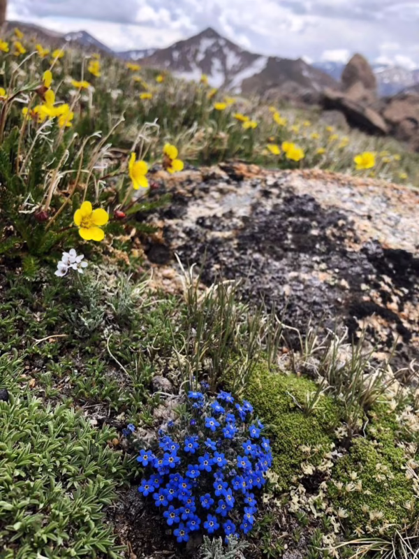 What makes Alpine forget-me-nots unique?
