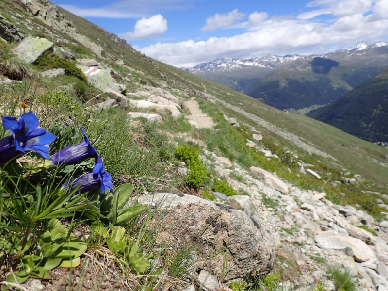 What is an alpine grassland?
