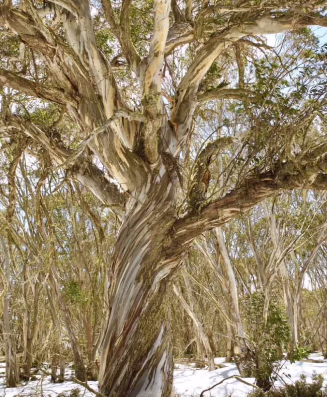 Do Snow Gums need full sun?
