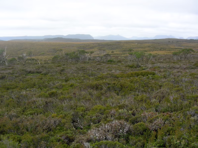 What is a Heath vegetation?