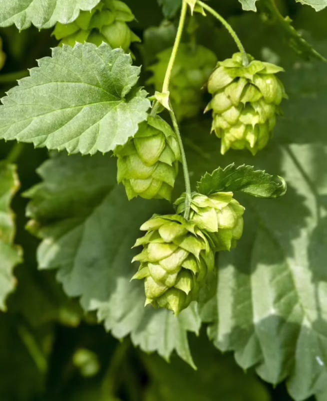 Where do the best hops in the world come from?