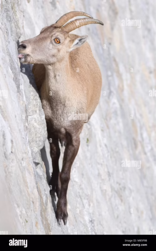 Why do ibex lick salt?