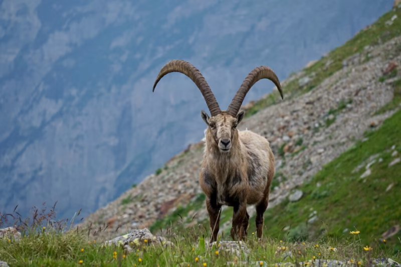 What are some interesting facts about the Alpine ibex?