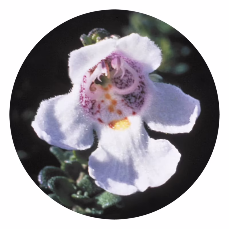 How do you care for alpine mint bushes?