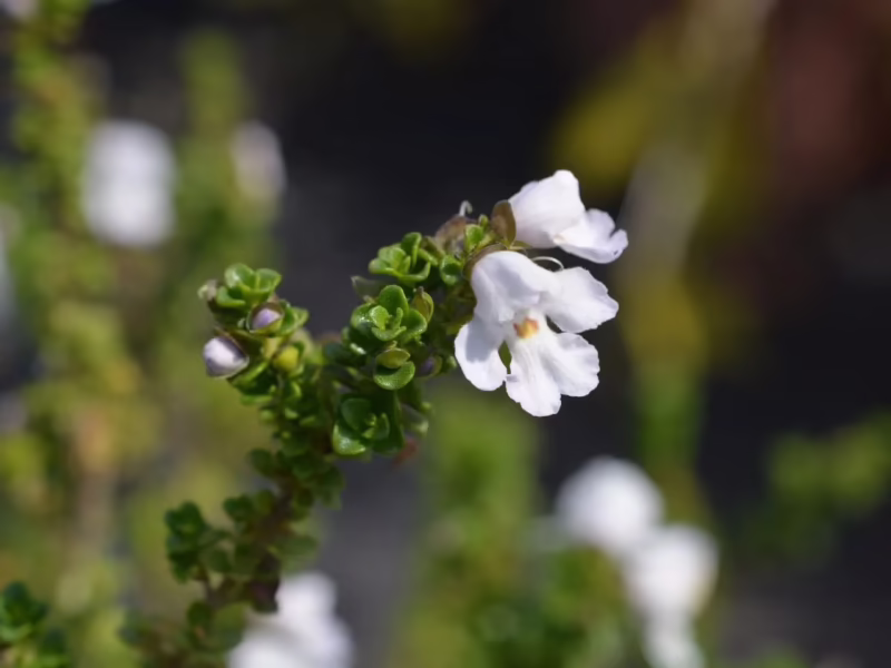 ¿Cómo se toman las flores de bush?