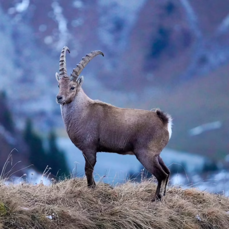 What is the rarest animal in the Alps?