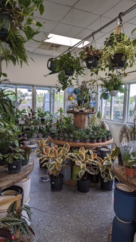 Do alpine plants like sun or shade?