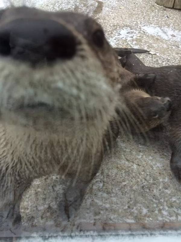 Does Billy still see Molly the otter?