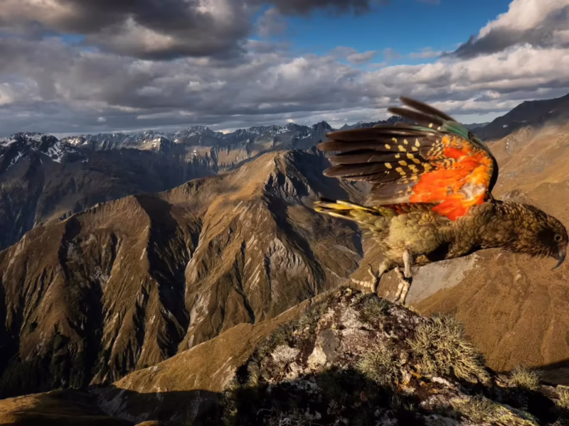 What is an alpine parrot?