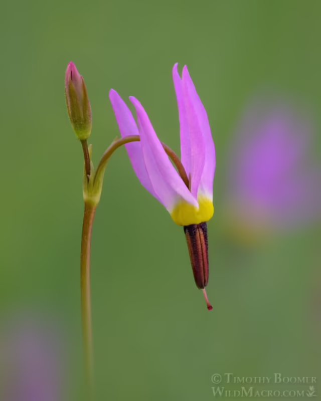 What is an alpine flower called?