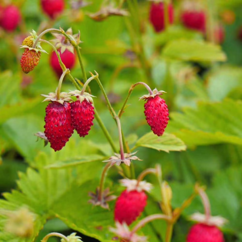 Are alpine strawberries everbearing?