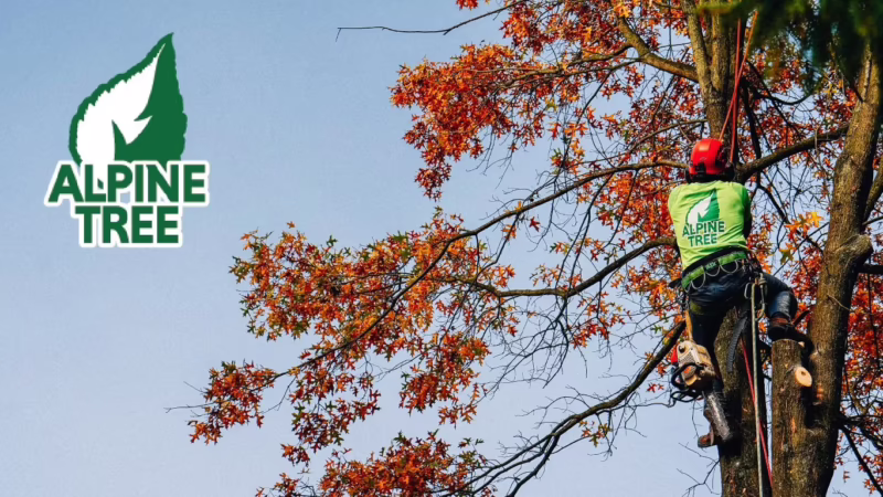 What is tree and shrub care?