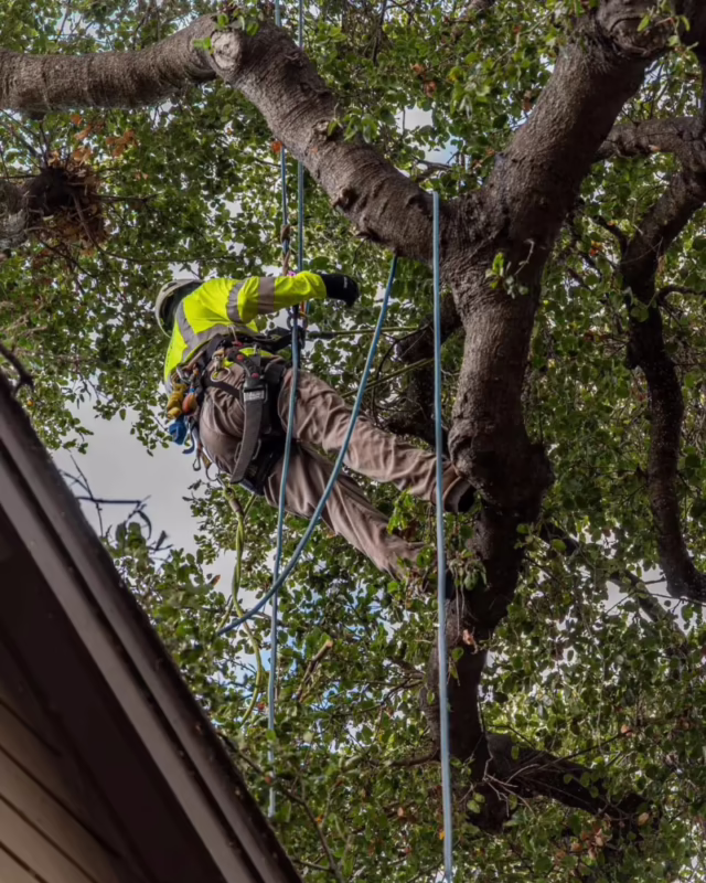 What is a tree doctor called?