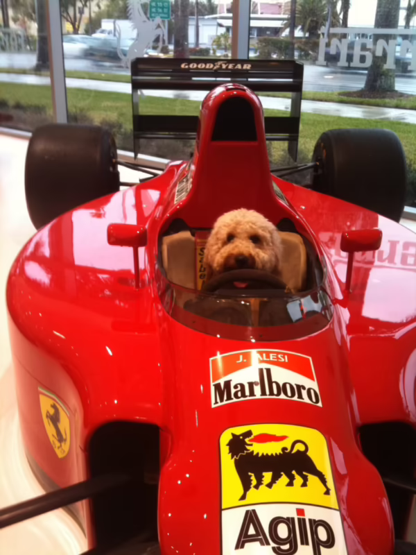 ¿Cómo hacer una denuncia en bienestar animal?