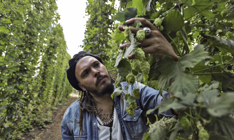 ¿Quién es el dueño de Cerveceria Colima?