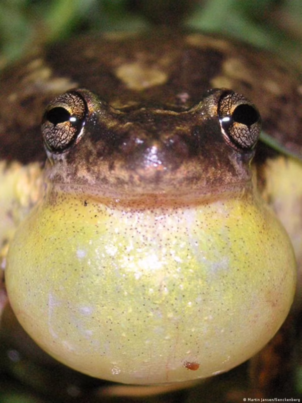 ¿Qué significa cuando un sapo canta?