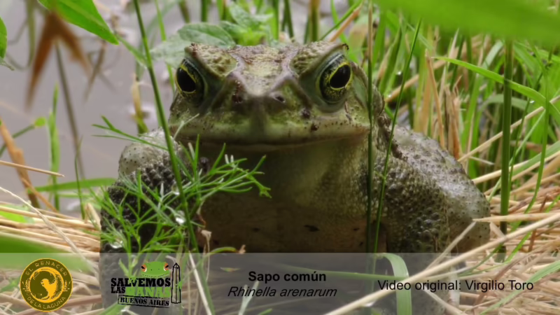 ¿Cómo se llama el sonido que emite un sapo?