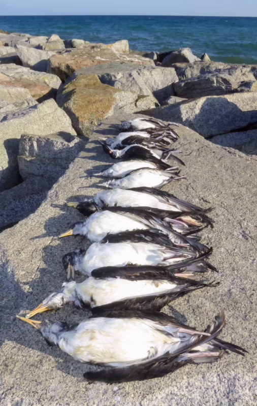 ¿Cómo es la fauna en la provincia de Santa Cruz?