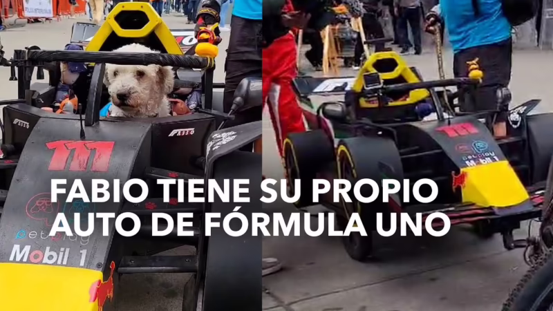 ¿Qué raza de perro persigue coches?