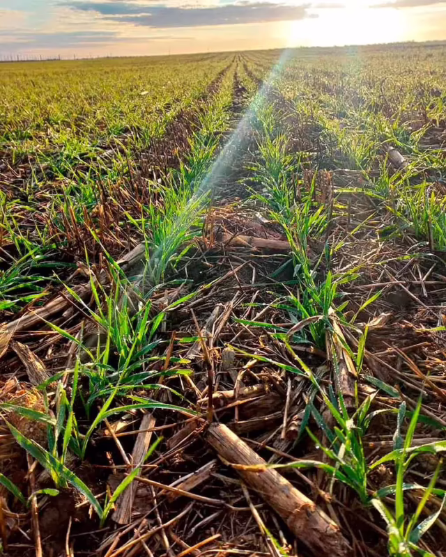 ¿Cuántas toneladas de cebada por hectárea?