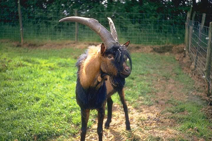 Quelle est la production de lait par jour d'une chèvre Alpine ?