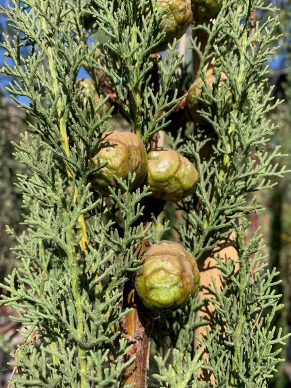 ¿Qué significa tener un ciprés en casa?