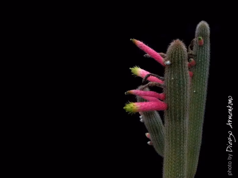 How do you care for a Cleistocactus winteri?
