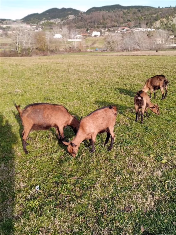 What are the big 3 cycling races?