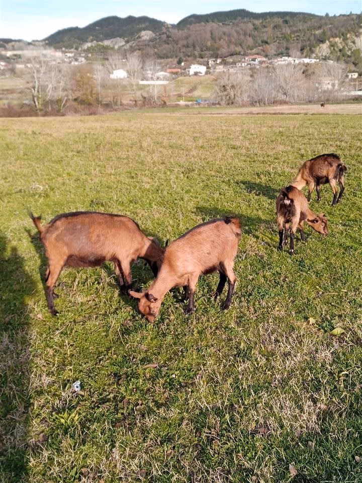 What happened to Jackson Goldstone in Lenzerheide?