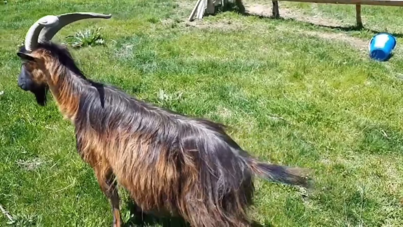 What are the characteristics of the French-Alpine goat?