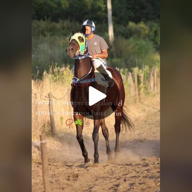 ¿Cuánto vive un caballo de hípica?