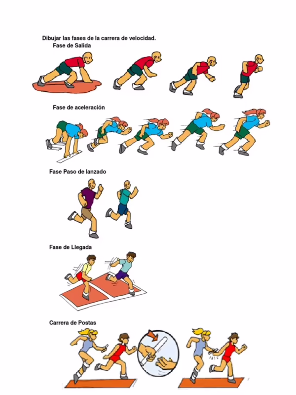 ¿Cuáles son las cuatro fases de una carrera sprint?