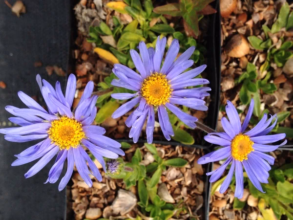 In what movie did Seth Green play in Amish Guy?