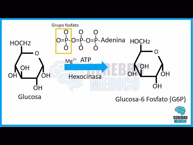 ¿Cómo hacer glucosa 1 fosfato?