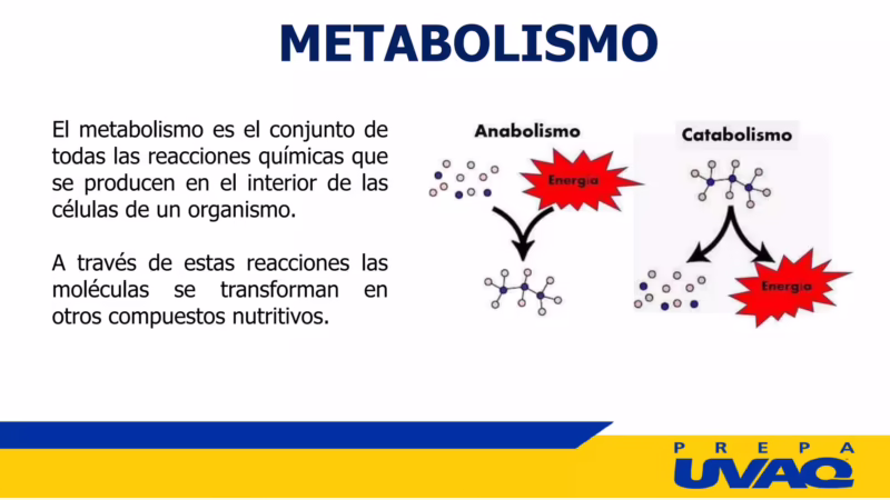 ¿Cuál es un ejemplo de una reacción metabólica?