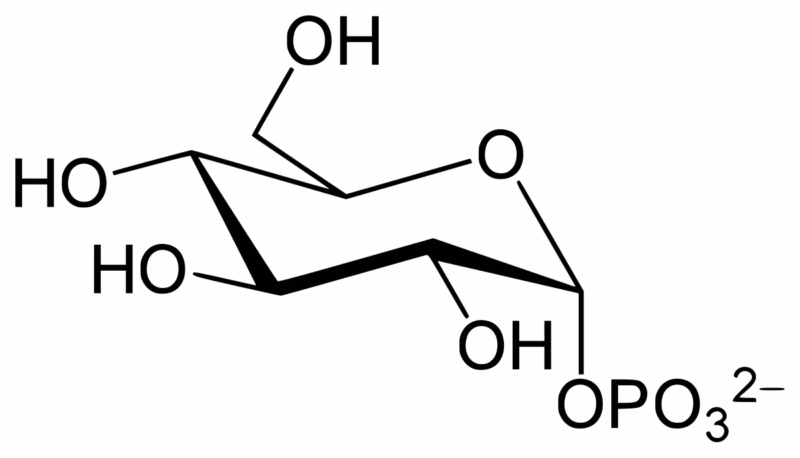 ¿Qué es la glucosa-1-fosfato?