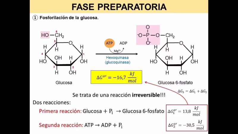 ¿Cuál es otro nombre para la glucosa 1 fosfato?