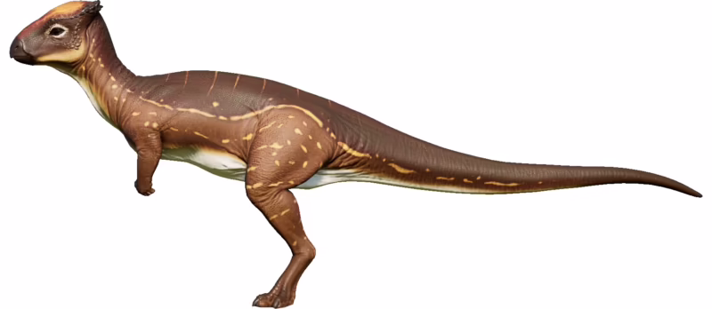 What are the predators of the Homalocephale?