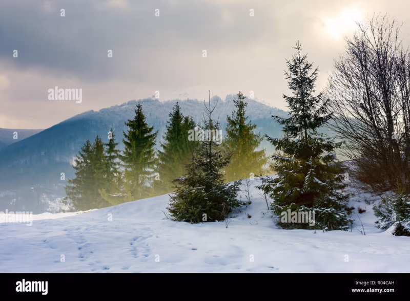 What is the best landscape material under pine trees?